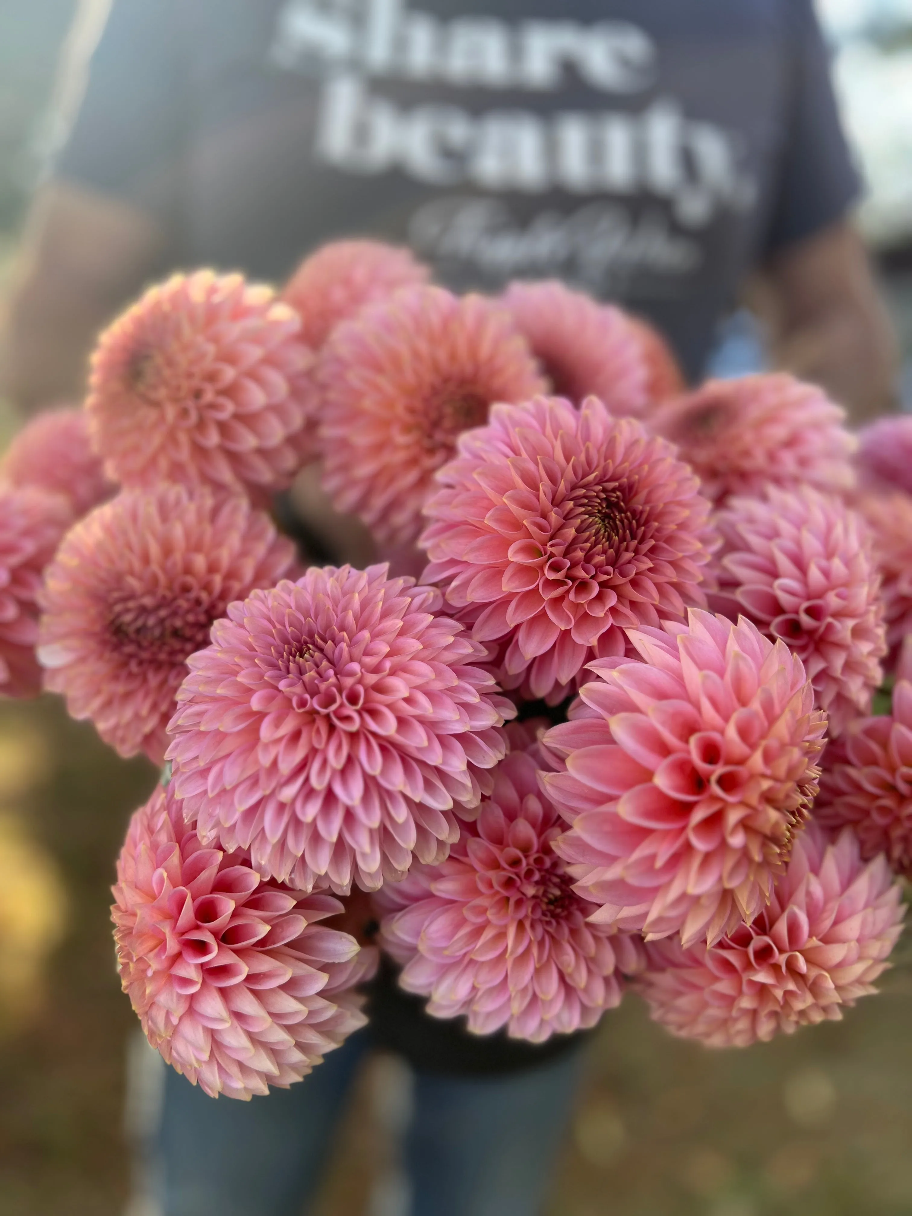 Bloomquist Pink Parfait Dahlia Tuber