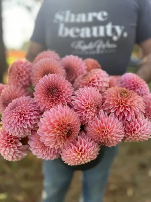 Bloomquist Pink Parfait Dahlia Tuber