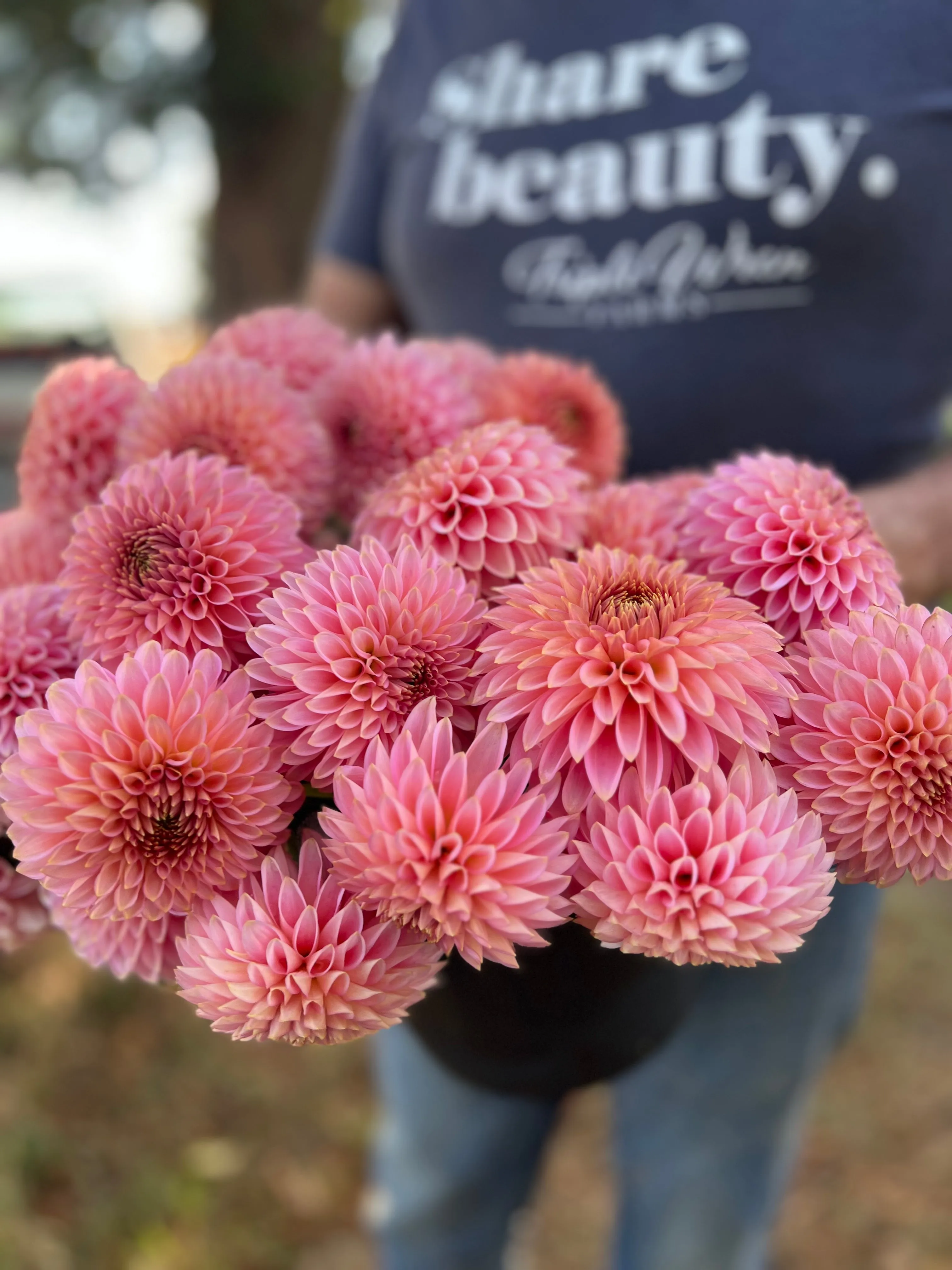 Bloomquist Pink Parfait Dahlia Tuber